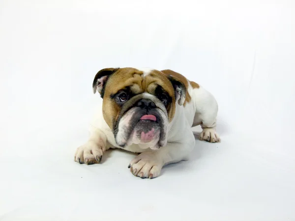 Sweet and funny english bulldog