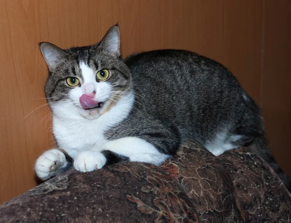 White and tabby cat lying on back of chair