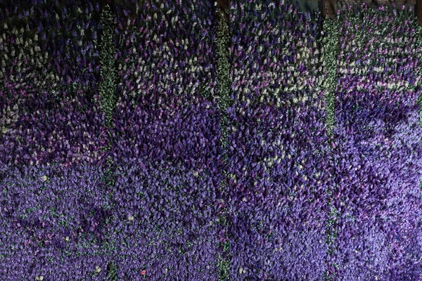 Wall of lavender flowers , artificial flowers , volumetric light , general views , live background, good texture