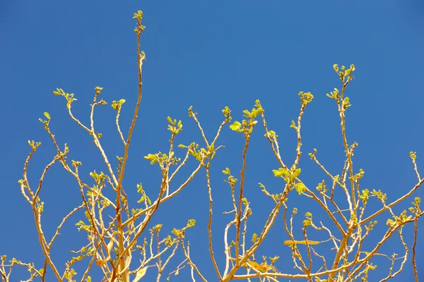 Leaves on the tips of tree branches against the blue sky, spring