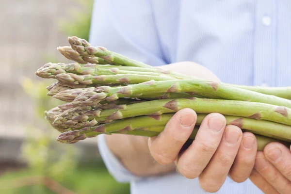 Bunch of green asparagus in gardener's hands