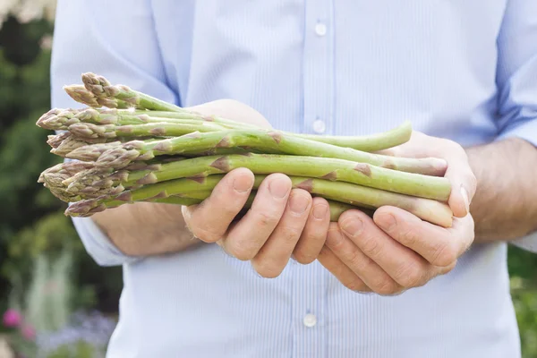 Bunch of green asparagus in gardener's hands