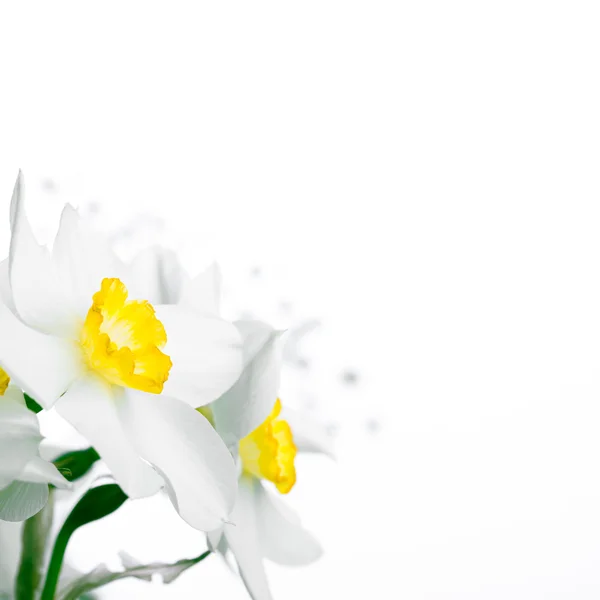 Spring floral border, beautiful fresh narcissus flowers