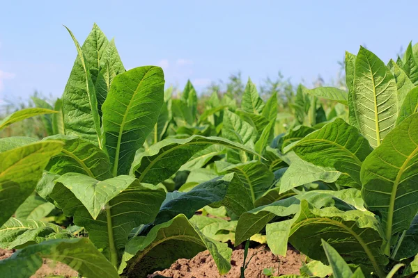 Growing tobacco on a field in Poland