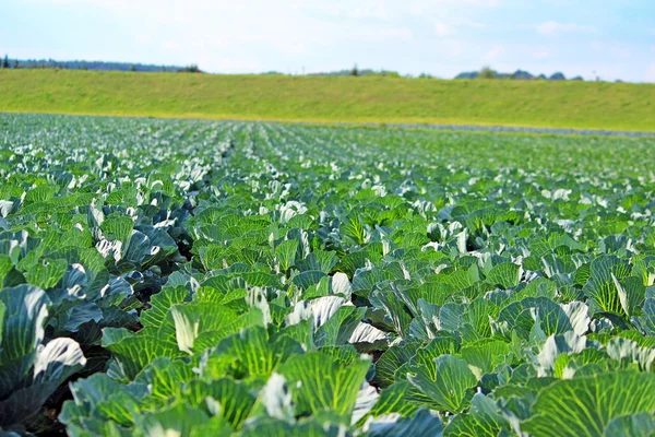 Green cabbage plant field outdoor in summer agriculture vegetables