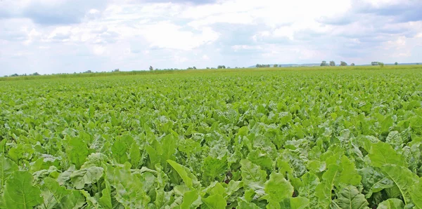 Field of sugar beet