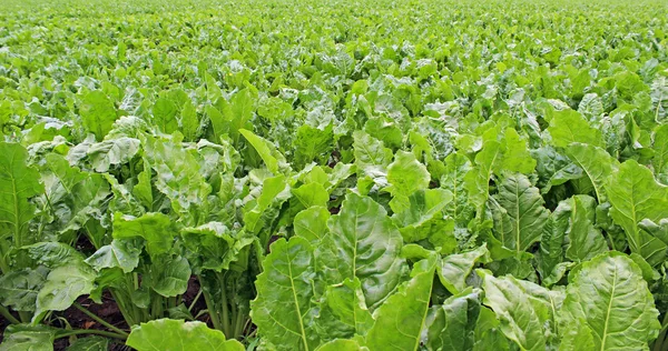 Field of sugar beet