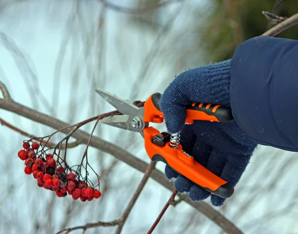 Pruning trees by pruning shears