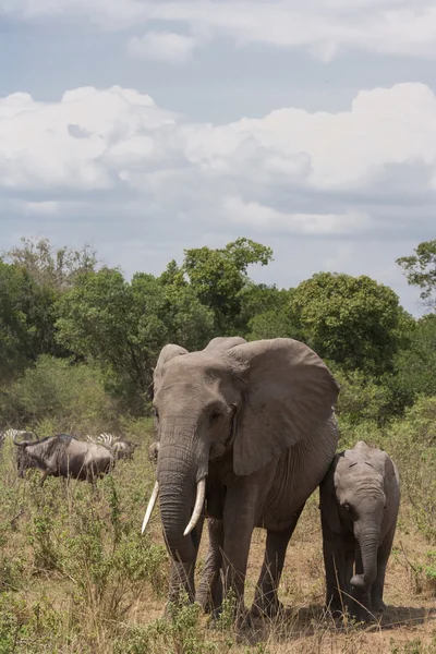 Landscape with exotic animals. Elephant family. Masai Mara, Kenya