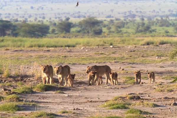 Savannah with animals. Lions. Amboseli, Kenya