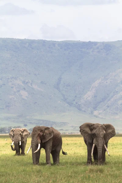 Portrait of three elephants. Tanzanya, Africa