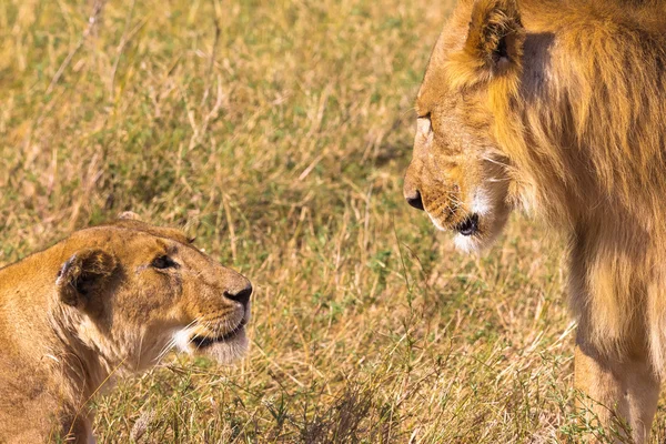 Stern look of lion. Kenya, Africa