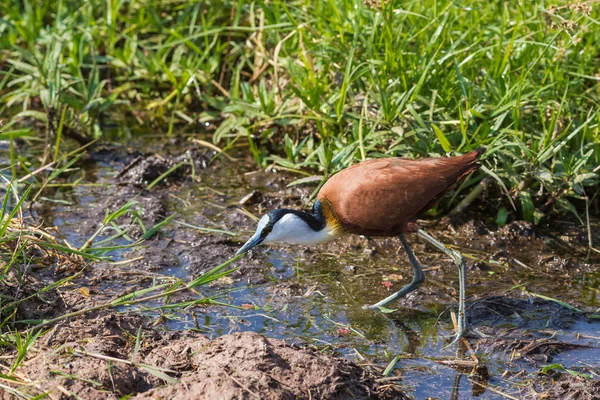 African Jacana. Swamp of Amboseli.