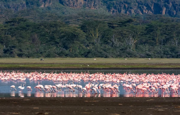 Flamingo Nakuru, Africa, Kenya.