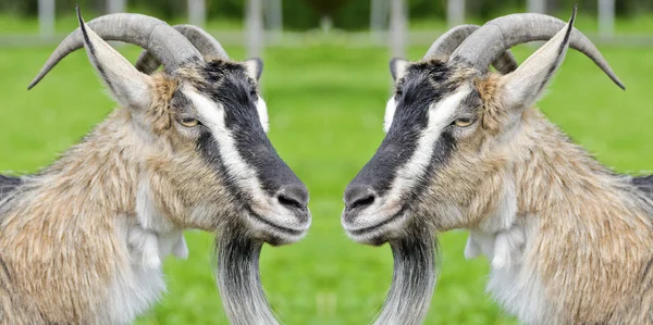 Two funny goats