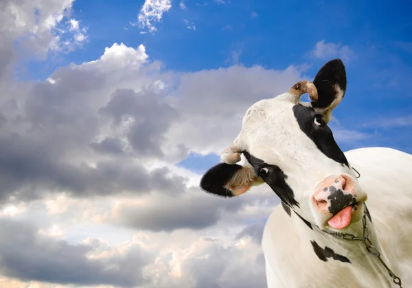 Spotted black and white cow on background of sky with clouds. Funny black and white cow and dramatic blue sky. Farm animals. Funny cow sticks out her tongue