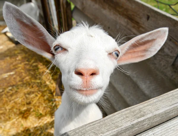 Funny white goat