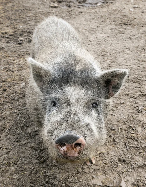 Funny gray dwarf Vietnamese pig on the farm