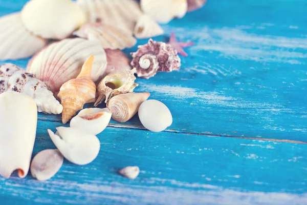 Shells on the old blue wooden boards
