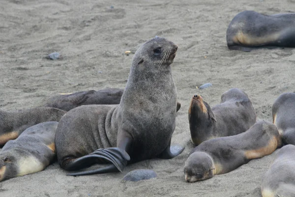 Rookery of seals on the coast of the Pacific Ocean