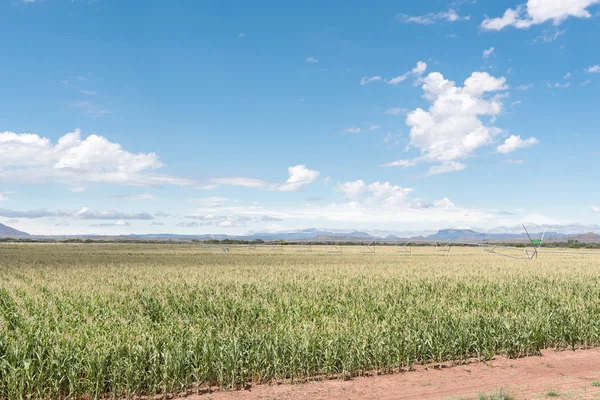 Center pivot irrigation system in corn field