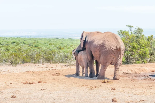 Elephant mother comforting calf