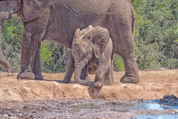 Elephant calf trying to climb down to the water