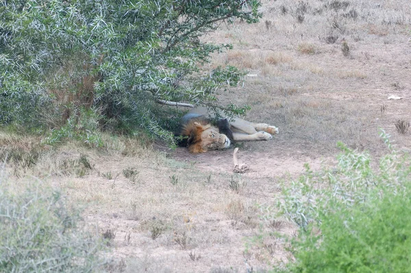 Male lion sleeping