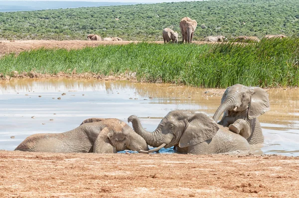 Three elephants playing in a waterhole