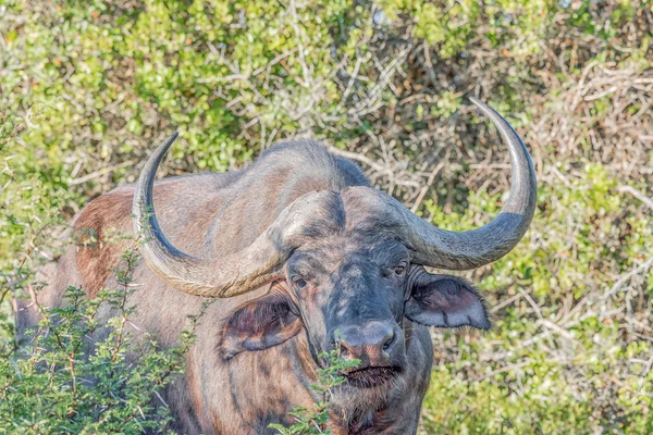 Cape Buffalo looking towards the camera