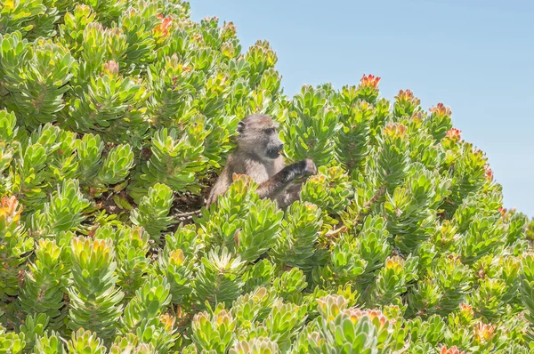 Chacma baboon in a protea shrub