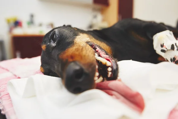 Sick dog in the veterinary clinic