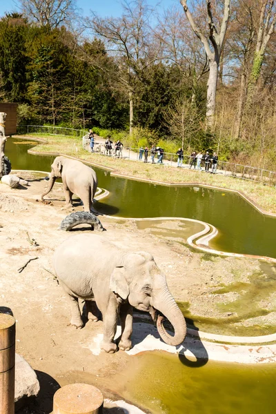 Elephants in Copenhagen Zoological Garden