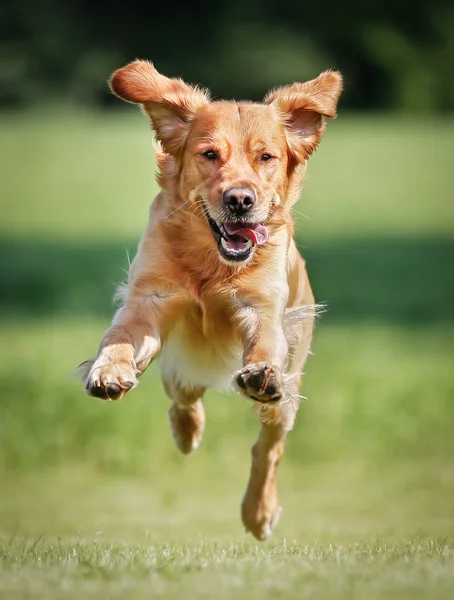 Golden retriever dog