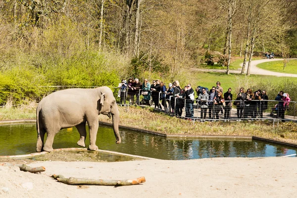 Elephants in Copenhagen Zoological Garden