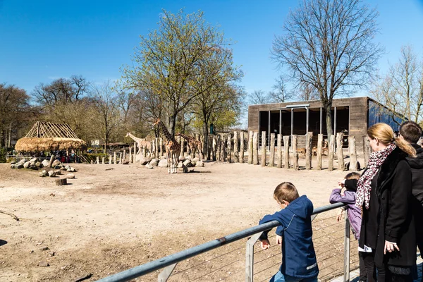 Giraffes in Copenhagen Zoological Garden