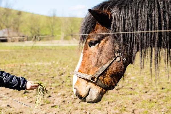 Child hand feeding horse