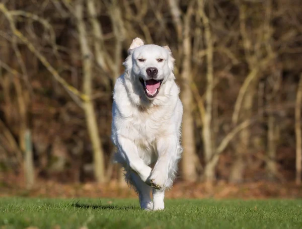 Golden retriever dog running outdoors in nature