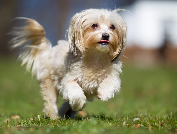 Dog running outdoors in nature