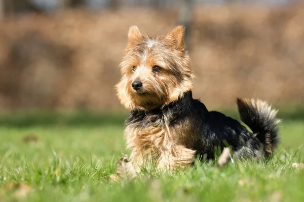 Yorkshire Terrier dog outdoors in nature