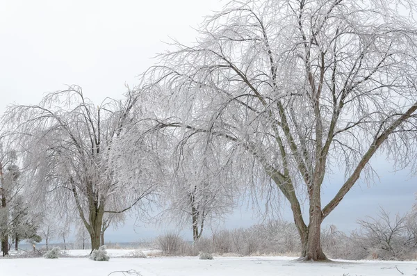 Frozen winter landscape