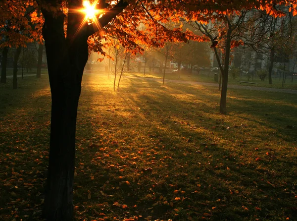 Morning autumn light in park