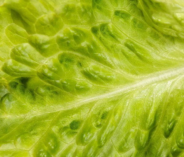 Green leaf lettuce, background, shallow DOF