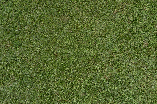 Green grass nature background texture