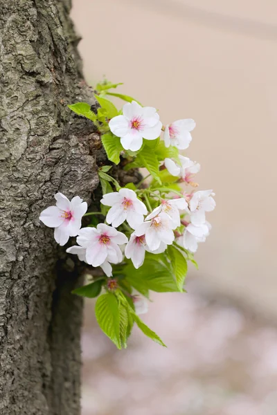 White sakura flower or cherry blossoms in Japan garden.