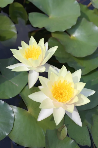 Yellow lotus in a pond with bloom.