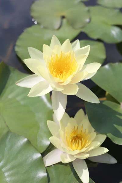 Yellow lotus in a pond with bloom.