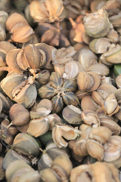 Ripe fruit of Legumes Sacha inchi or Inca peanut tree,Tropical h