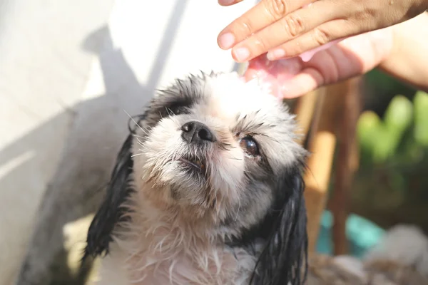 Hands that cleaning Shih Tzu dog.