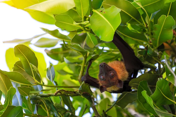 Flying Fox, Maldives.